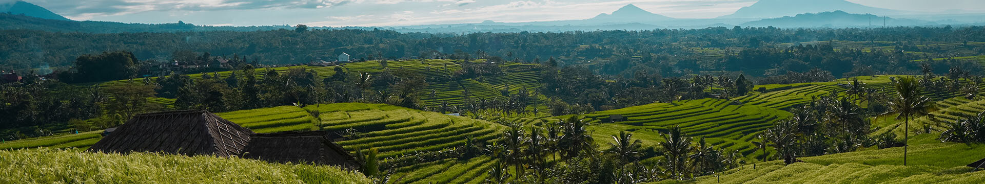 Thai Tantee Reisfeld in Asien